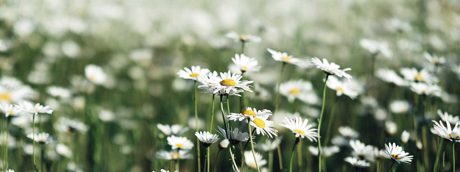 Novembre. Plantez vos haies !