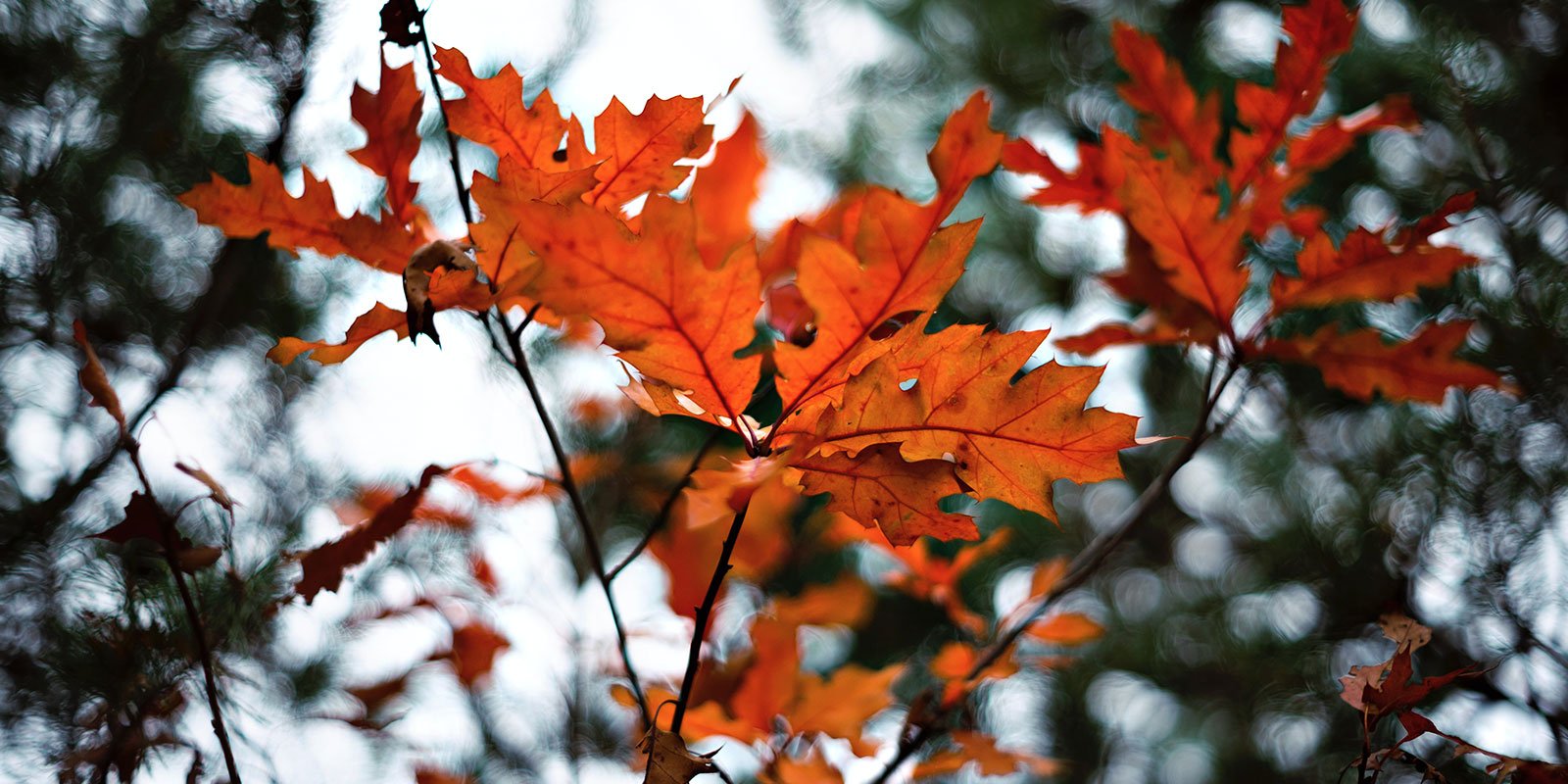 Octobre – C’est le moment de préparer le jardin pour l’hiver