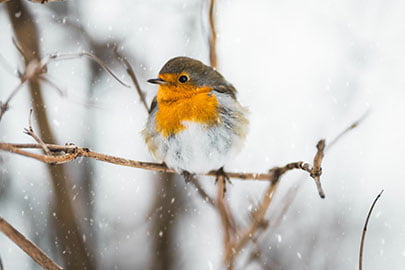 Nourrir les oiseaux l'hiver : bonne ou mauvaise idée?, Blogue