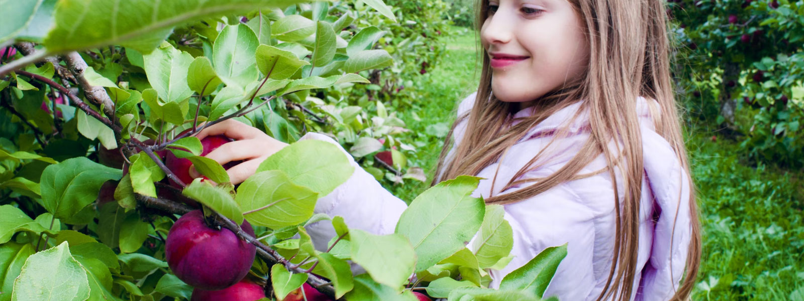 Nos bons plans Cueillette au verger