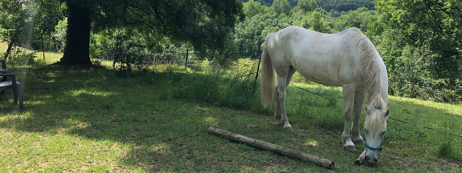 Emilie soigne En mouvement sur des chevaux