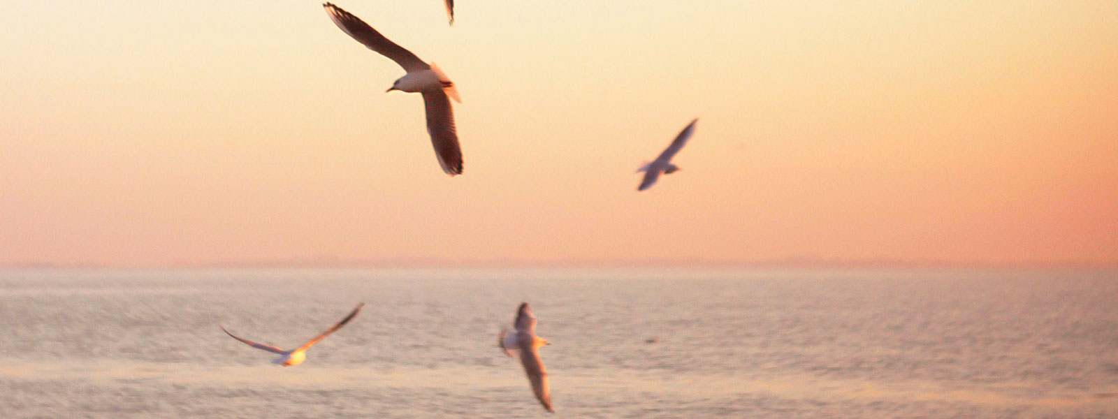 L’histoire des mouettes et de la colline du lac salé…